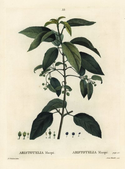 Maqui or Chilean wineberry, Aristotelia chilensis by Pierre Joseph Redouté