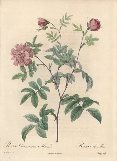 May Rose or Cinnamon Rose - Engraving by Chapuy, from an Illustration by Pierre Joseph Redoute, Extract from Les Roses by Pierre Joseph Redouté