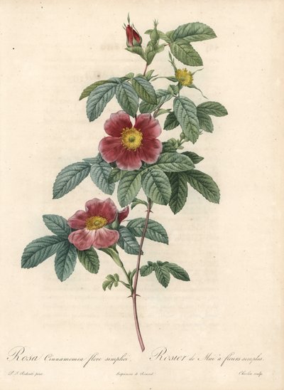 May Rose or Cinnamon Rose - Engraving by Charlin, from an Illustration by Pierre Joseph Redoute, from Les Roses by Pierre Joseph Redouté