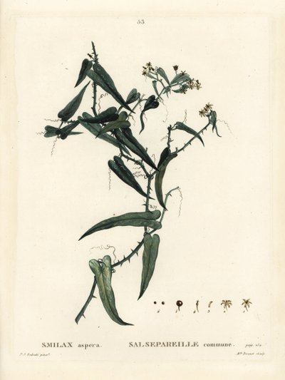 Mediterranean smilax, Smilax aspera. Handcoloured stipple engraving by Miss Brenet after an illustration by Pierre-Joseph Redoute from Henri Louis Duhamel du Moncel