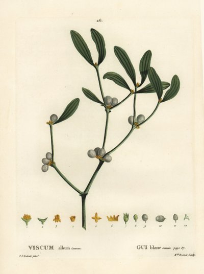 Mistletoe, Visum album by Pierre Joseph Redouté