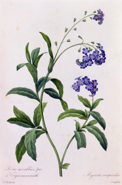 Myosotis Scorpiodes by Pierre Joseph Redouté