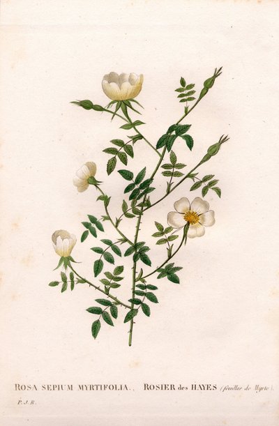 Myrtle-leaved hedge rose, Rosa aggrestis variety, Rose des Hayes with Myrtle leaves. Handcoloured stipple copperplate engraving from Pierre Joseph Redoute
