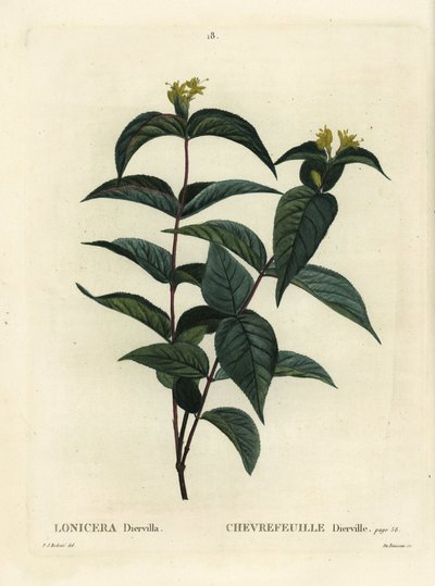 Northern bush honeysuckle, Diervilla lonicera (Lonicera diervilla). Handcoloured stipple engraving by Du Ruisseau after an illustration by Pierre-Joseph Redoute from Henri Louis Duhamel du Moncel