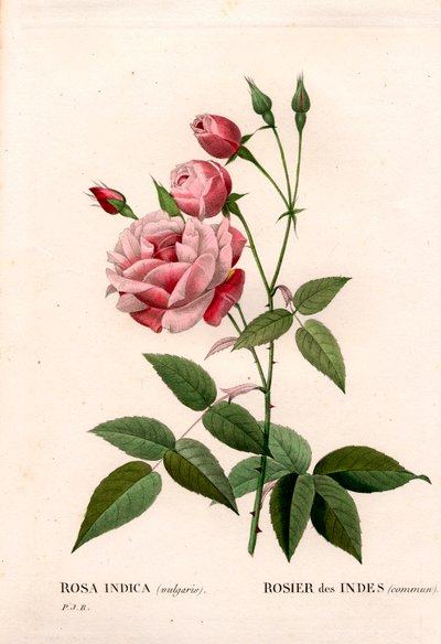 Old blush rose, Rosa chinensis, Indian rose common by Pierre Joseph Redouté