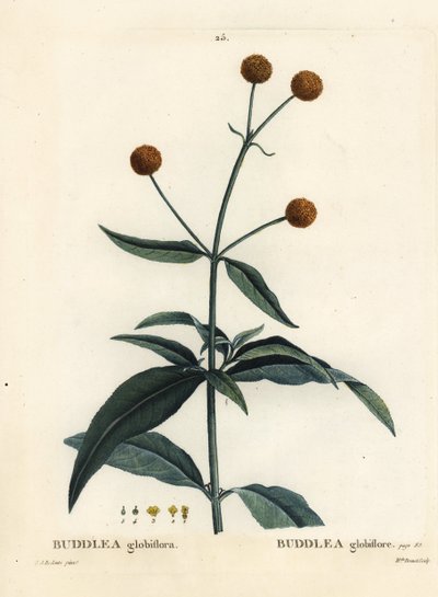 Orange-ball-tree or orange ball buddleja, Buddleja globosa (Buddlea globiflora). Handcoloured stipple engraving from Henri Louis Duhamel du Moncel