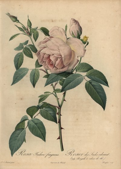 Pale-Pink Tea-Scented Rose, Rosa Odorata by Pierre Joseph Redouté
