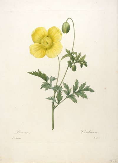 Papaver, from Choix Des Plus Belle Fleurs et des Plus Beaux Fruits, 1827 by Pierre Joseph Redouté