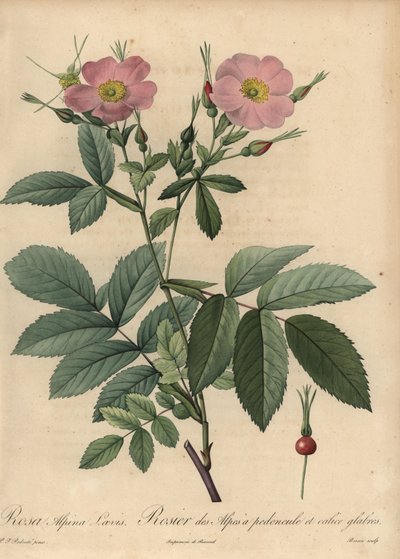 Pink alpine rose, Rosa pendulina by Pierre Joseph Redouté