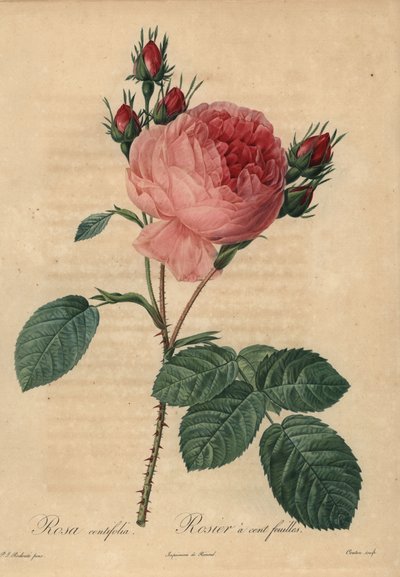 Pink cabbage rose or Provence rose, Rosa centifolia by Pierre Joseph Redouté