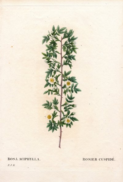 Pink cuspidate, Rosa canina variety by Pierre Joseph Redouté