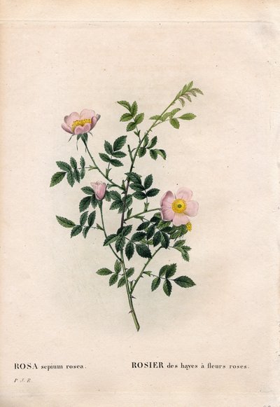 Pink hedge rose, Rosa aggrestis variety, Rose of the hayes with pink flowers. Handcoloured stipple copperplate engraving from Pierre Joseph Redoute