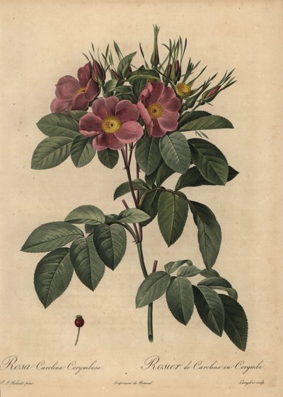 Purple Carolina rose or pasture rose, Rosa carolina corymbosa by Pierre Joseph Redouté