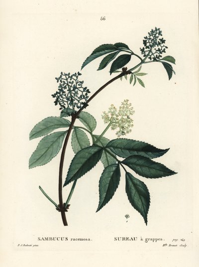 Red Elderberry or Red-Berried Elder, Sambucus Racemosa. Handcoloured Stipple Engraving by Miss Brenet after an Illustration by Pierre-Joseph Redoute from Henri Louis Duhamel du Moncel