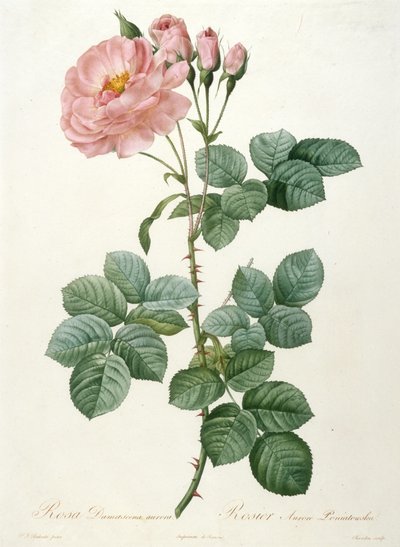 Rosa Damascena Aurora, Rosier Aurore Poniatowska from La Couronne de Roses by Pierre Joseph Redouté
