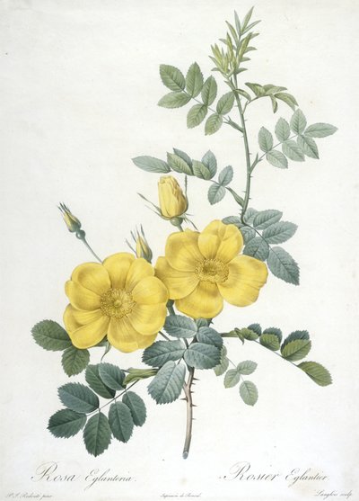 Rosa Eglanteria, from Les Roses, 1817-24 by Pierre Joseph Redouté