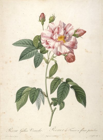 Rosa Gallica Versicolor, from Les Roses, 1817-24 by Pierre Joseph Redouté