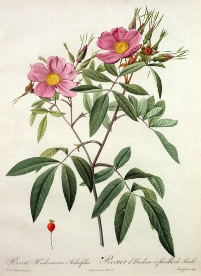 Rosa Hudsoniana Salicifolia, Engraved by Langlois, Published by Remond by Pierre Joseph Redouté