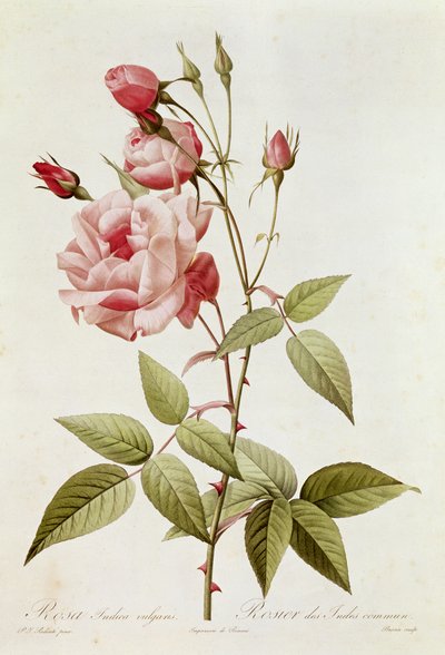 Rosa Indica Vulgaris, from 