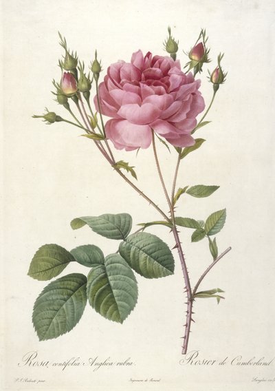 Rosa centifolia Anglica rubra, from Les Roses, 1817-24 by Pierre Joseph Redouté