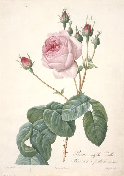 Rosa centifolia Bullata, from Les Roses, 1817-24 by Pierre Joseph Redouté
