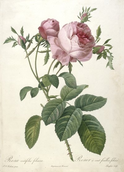 Rosa centifolia foliacea, from Les Roses, 1817-24 by Pierre Joseph Redouté
