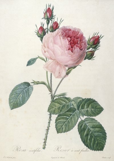 Rosa centrifolia, from Les Roses, 1817-24 by Pierre Joseph Redouté