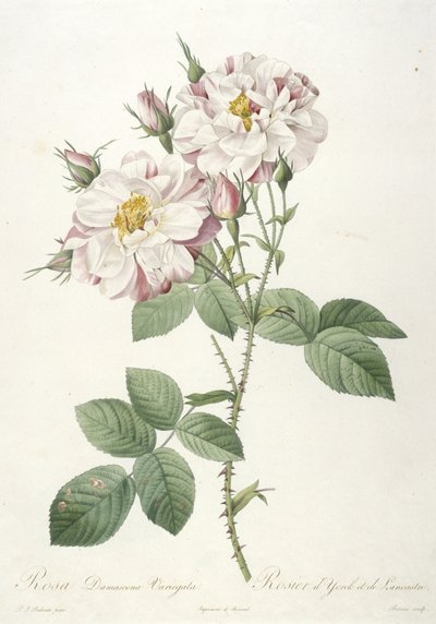 Rosa damascene variegata, from La Couronne des Roses, 1817-24 by Pierre Joseph Redouté