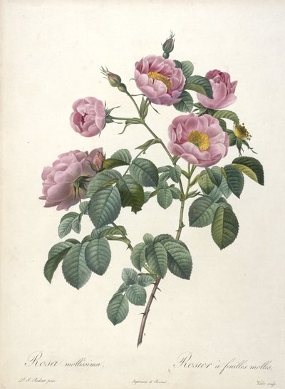 Rosa mollissima, from Les Roses, 1817-24 by Pierre Joseph Redouté
