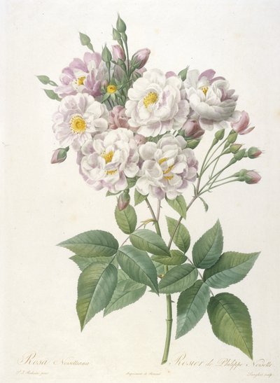 Rosa noisettiana, from La Couronne des Roses, 1817-24 by Pierre Joseph Redouté