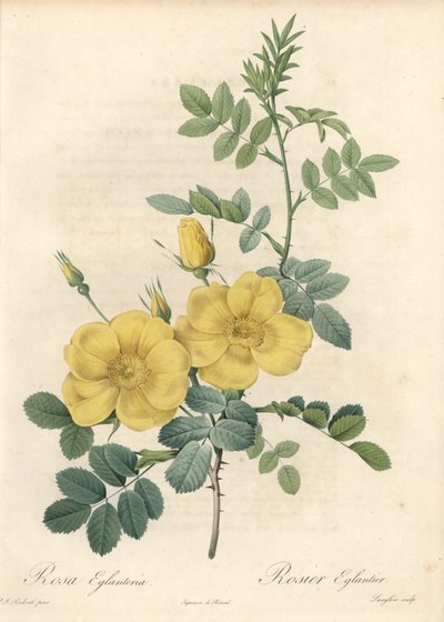 Rosa Rubigineux with Yellow Roses (Rosa Rubiginosa) - Engraving by Langlois, Based on an Illustration by Pierre Joseph Redoute, from Les Roses by Pierre Joseph Redouté