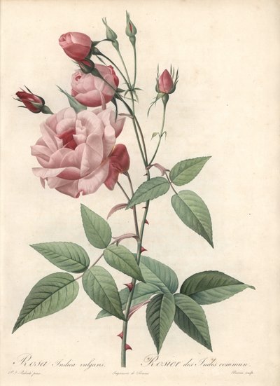 Rose Bengal Rose - Engraving by Bessin, based on an illustration by Pierre Joseph Redoute, from 