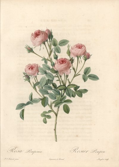 Rose de Meaux a fleurs roses - Etching by Langlois, from an illustration by Pierre Joseph Redoute (1759-1840), from Les Roses by Pierre Joseph Redouté