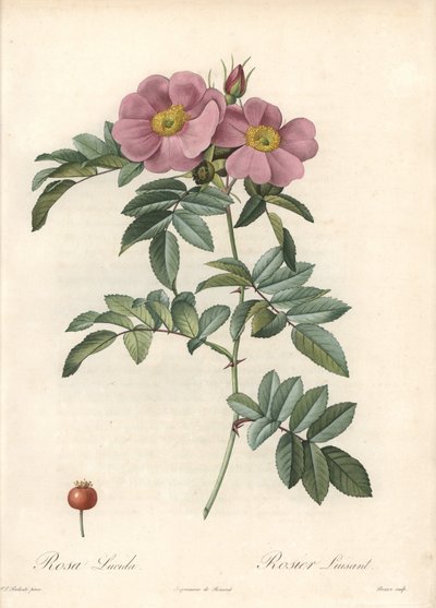 Virginia Rose with Pink Flowers - Engraving by Bessin, from an Illustration by Pierre Joseph Redoute, from Les Roses by Pierre Joseph Redouté