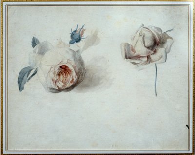 Rose Study by Pierre Joseph Redoute (1759-1840) 19th Century Malmaison, Chateau Museum by Pierre Joseph Redouté