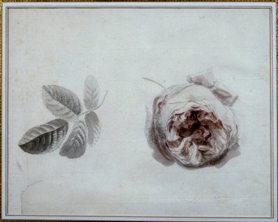 Rose Study by Pierre Joseph Redoute (1759-1840) 19th Century Malmaison, Chateau Museum by Pierre Joseph Redouté