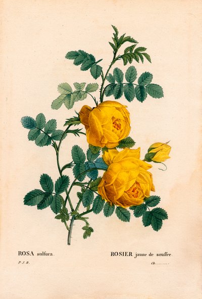 Rose sulfur, Rosa hemisphaerica, Yellow rose sulfur. Handcoloured stipple copperplate engraving from Pierre Joseph Redoute