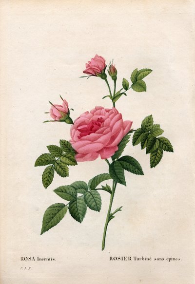 Rose without a thorn, Rosa francofurtana variety, Rosier turbine sans thorn. Handcoloured stipple copperplate engraving from Pierre Joseph Redoute