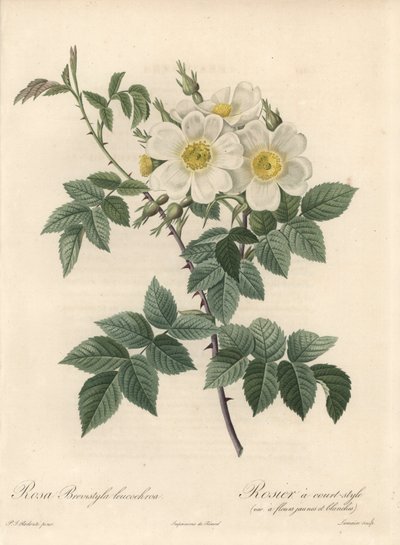 Rosier a short style, variete with yellow and white flowers - from an illustration by Pierre Joseph Redoute, extract from Les Roses by Pierre Joseph Redouté