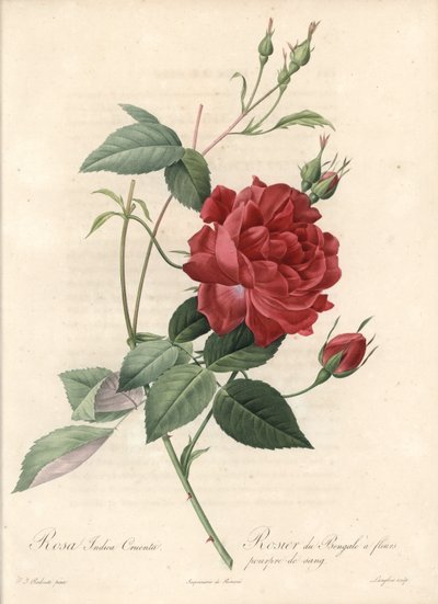 Rosier de Chine - based on an illustration by Pierre Joseph Redoute, from Les Roses by Pierre Joseph Redouté