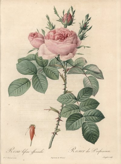 Rosier de Damascus - Engraving by Langlois, Based on an Illustration by Pierre Joseph Redoute, from Les Roses by Pierre Joseph Redouté