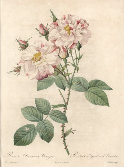 York and Lancaster Rose - Engraving by Bessin, from an Illustration by Pierre Joseph Redoute, from Les Roses by Pierre Joseph Redouté