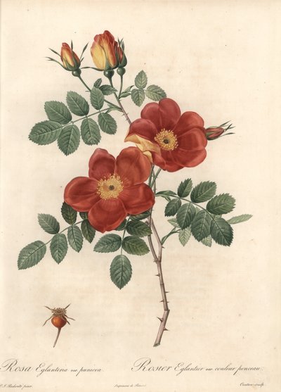 Rosier fetide or bramble of Austria - Engraving by Coutan, based on an illustration by Pierre Joseph Redoute, from 
