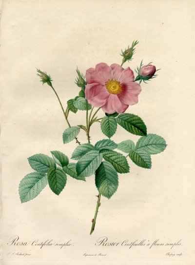 Hundred Leaves Rose with Simple Flowers - Engraving by Chapuy, from an Illustration by Pierre Joseph Redoute, from Les Roses by Pierre Joseph Redouté