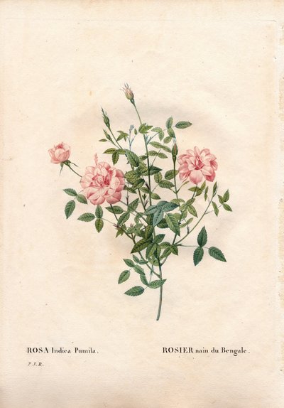 Rouletii Rose, Rosa Chinensis Var. Minima Rouletii, Bengal Dwarf Rose. Handcoloured Stipple Copperplate Engraving from Pierre Joseph Redoute