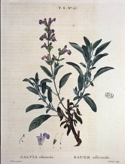 Sage officinale - in "Nouveau Duhamel ou traité des arbres et shrustes que le crove en France", drawings by P.J. Redouté and P. Bessa, Paris by Pierre Joseph Redouté