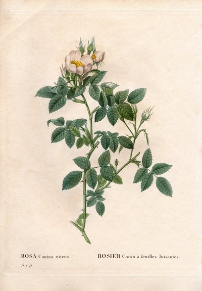 Shiny Leaved Dog Rose by Pierre Joseph Redouté