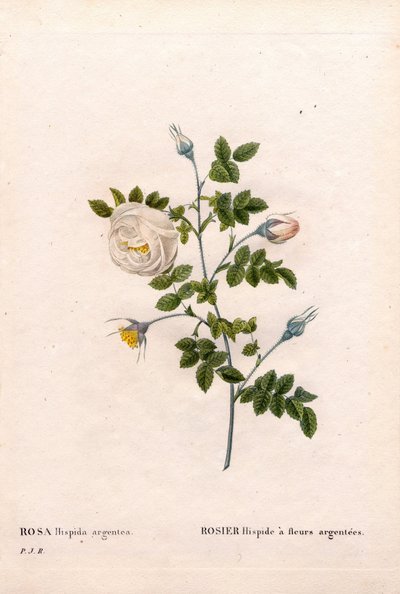 Silver-Flowered Rose by Pierre Joseph Redouté