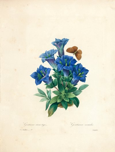 Stemless Gentian (from 