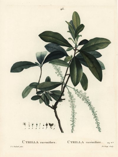 Swamp cyrilla, Cyrilla racemiflora. Handcoloured stipple engraving by De Gouy after an illustration by Pierre-Joseph Redoute from Henri Louis Duhamel du Monceau